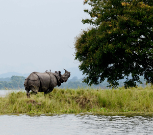 kaziranga-national-park-1744025933.jpg