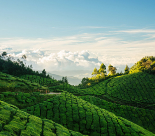 munnar-wayanad-1744033804.jpg